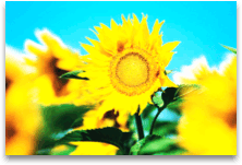Picture with Brightness and Contrast increased