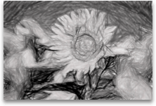 Picture with Pencil Grayscale filter