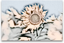 Picture with Photocopy filter